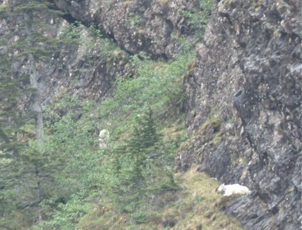 00MountainGoat