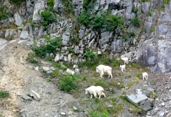 00MountainSheep