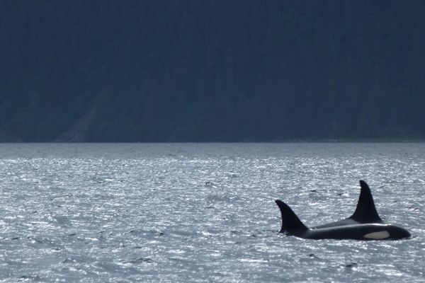 00OrcaWhale