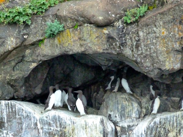 00PenguinLikeBirds