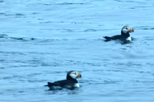 00Puffins