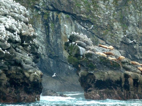 00SeaLions