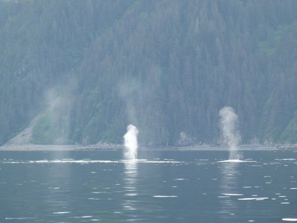 00SewardHumpbacks