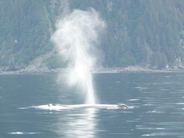 00SewardHumpbacks2