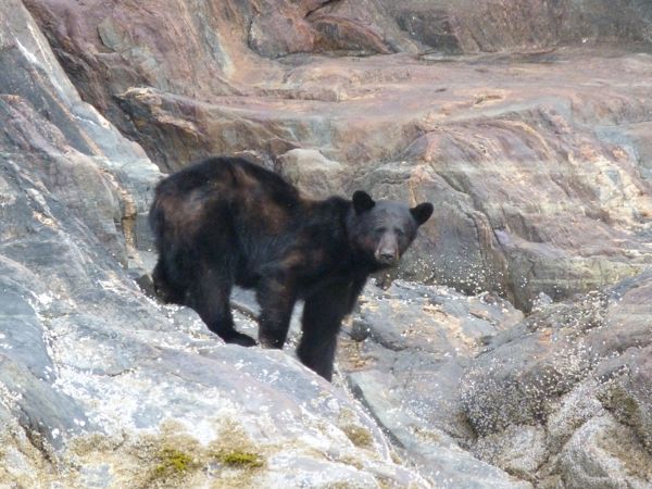 00TracyArmsBearCloseTwo