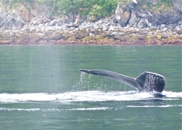 00WhalesTail
