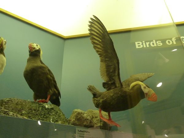 00PrattBirds