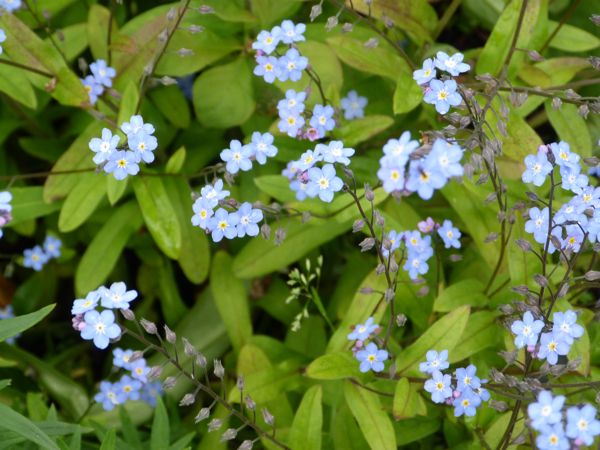 00PrattGarden2