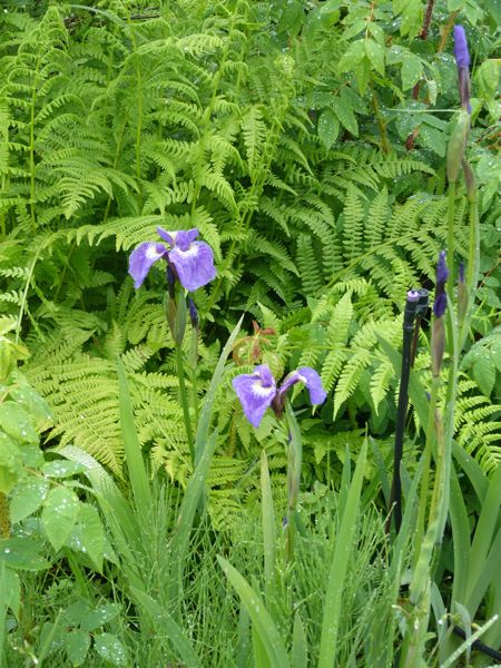 00PrattGarden5