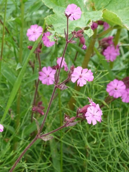 00PrattGarden8