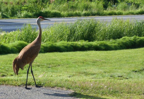 99SandhillCrane