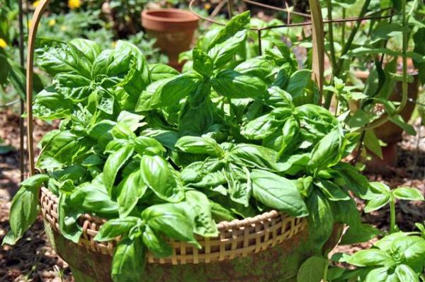 IMG_1710-1 herb basket of basil BEST