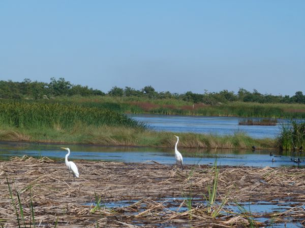 00EgretMarsh