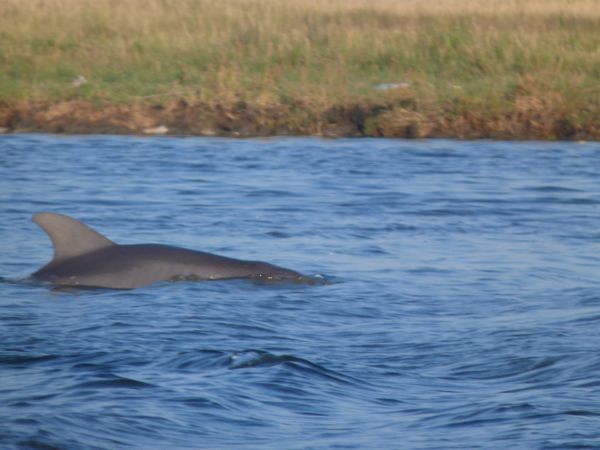 00PointeAuxChiensPorpoises