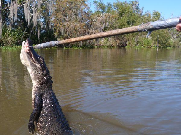 00RubyJumpingForChicken