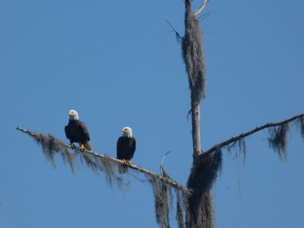 00TwoAmericanEagles