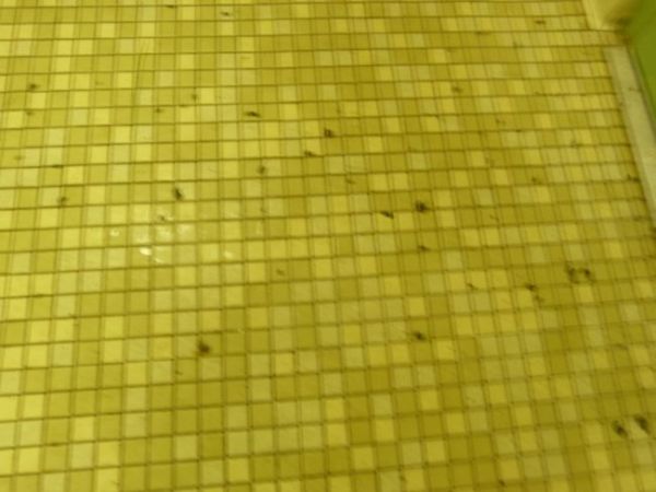 00BensonRGBugsonFloor