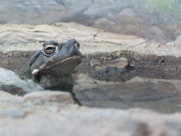 00WildlifeDisplayPoisonousFrog