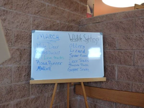 00WildlifeSightingsRedRockStatePark