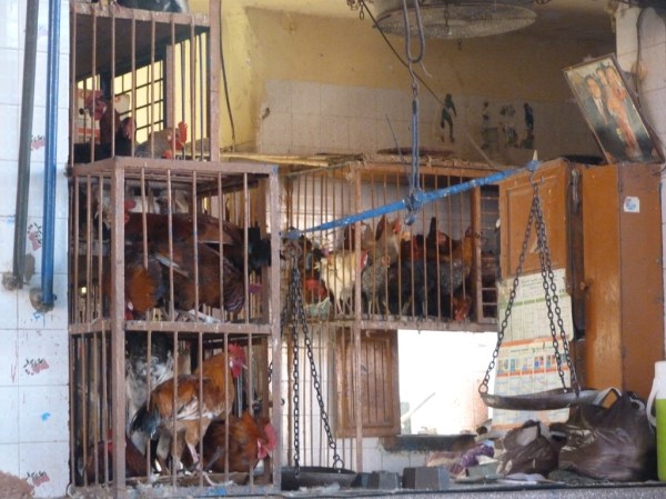MarrakechRoosterSouk