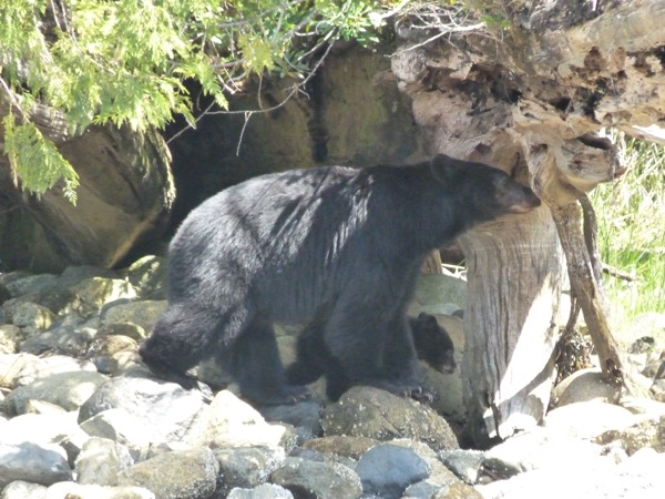 BestAvailableMamaBaby