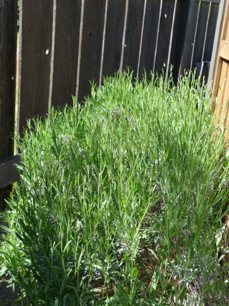 SeaviewResortLavender