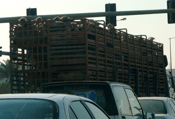 sheeptomarket